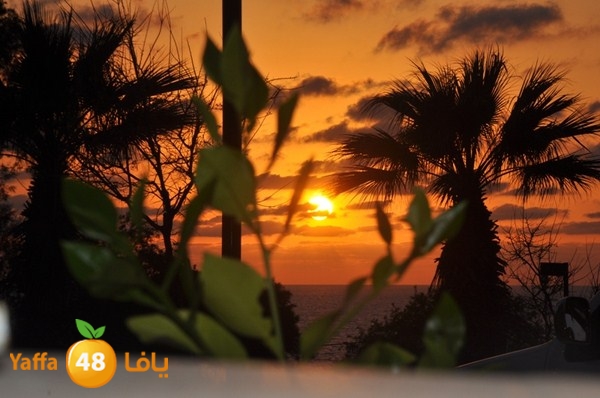 trees yaffa jamhairea (8).JPG